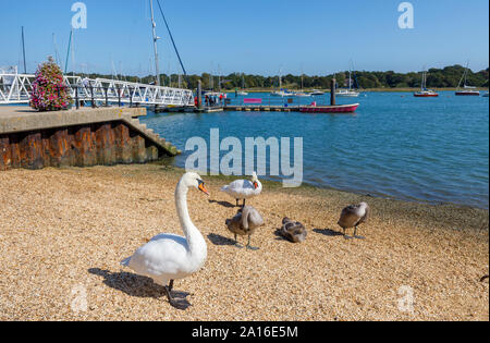 Swans on the River Hamble shoreline at Hamble-le-Rice, a coastal village in the Solent in the Borough of Eastleigh, Hampshire, south coast England, UK Stock Photo