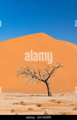 Dune 45, Sossusvlei, Namib-Naukluft National Park, Sesriem, Namibia Stock Photo