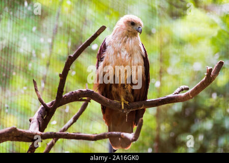 Close up head and shoulders portrait of a Brahminy Kite Stock Photo