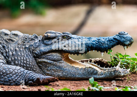 Close up of Siamese Crocodile (Crocodylus siamensis) in Thailand Stock Photo