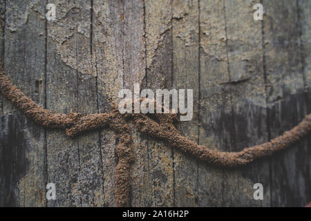 Termite Infested. Close up on termite infested wood Stock Photo