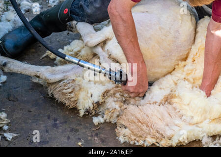 Sheep shearing is the process by which the woollen fleece of a sheep is ...