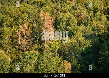 Dying conifers in between healthy deciduous trees in a mixed forest in Bavaria, Germany near Haimendorf Stock Photo