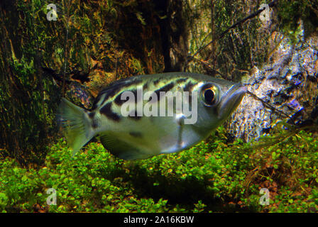 Clouded or Zebra archerfish, Toxotes blythii Stock Photo