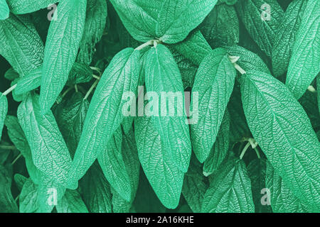 Background with plant leaves toned in mint or pastel green color. Stock Photo