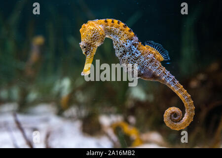 Specimen of longsnout seahorse (Hippocampus reidi) also known as slender seahorse Stock Photo