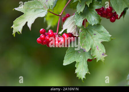 red berries of viburnum on blurred background Stock Photo