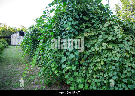 Lush green grape vines growing on a small private farm in North Florida. Stock Photo