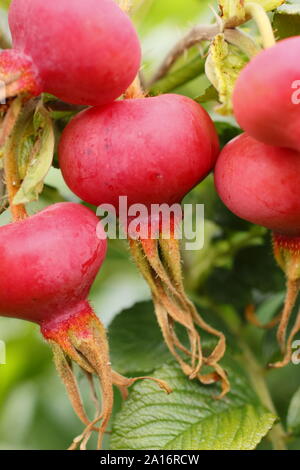 Rosa rugosa 'Rubra'. Hips of the Red Japanese rose in early autumn. UK Stock Photo