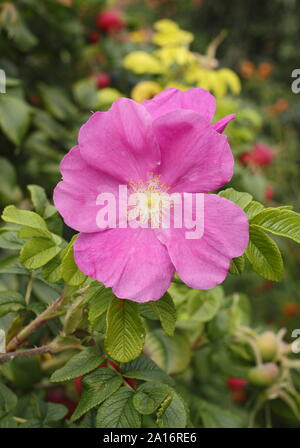 Rosa rugosa 'Rubra'. Blossom and hips of the Red Japanese rose in early autumn. UK Stock Photo