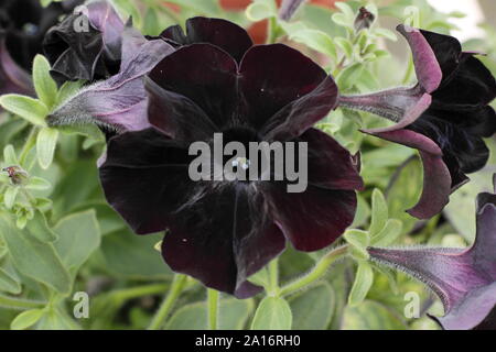 Petunia ‘Crazytunia Black Mamba’ Black flowers with velvet texture ...