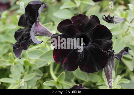 Petunia Crazytunia 'Black Mamba' flowering in a hanging basket. UK Stock Photo