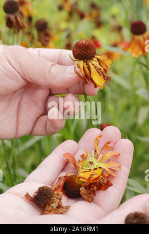 Deadheading heleniums to promote further flowering. UK Stock Photo