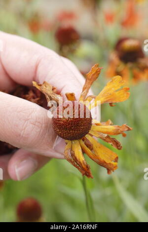 Deadheading heleniums to promote further flowering. UK Stock Photo