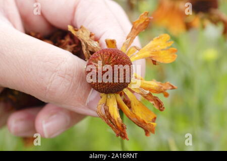 Deadheading heleniums to promote further flowering. UK Stock Photo