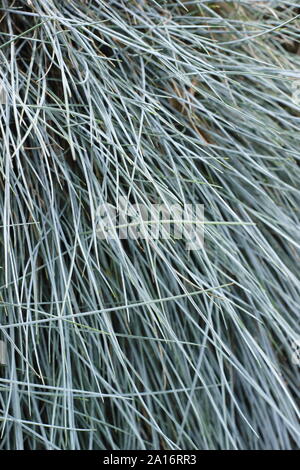 Festuca glauca 'Elijah Blue'.  Ornamental foliage of Elijah Blue dwarf perennial grass in early autumn. UK Stock Photo