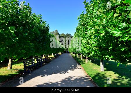 Pleached lime trees,Queen Mothers walk,Rufford Abbey Country park,Ollerton,Nottingham,UK Stock Photo