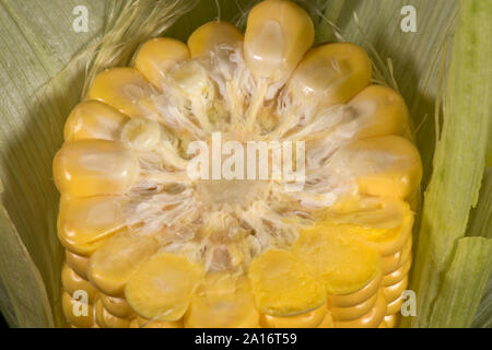 Exposed  ripe cob of sweetcorn (Zea mays) cross section to show structure and attachment of kernels, Berkshire, September, Stock Photo