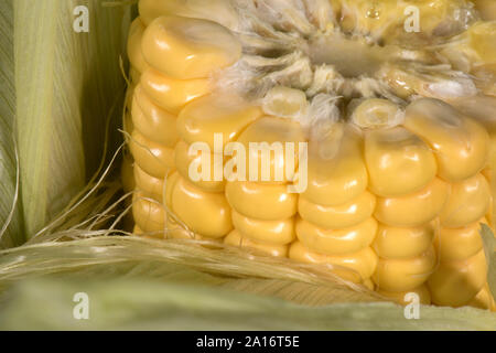Corn kernels in cross section, showing embryos and endosperm Stock ...