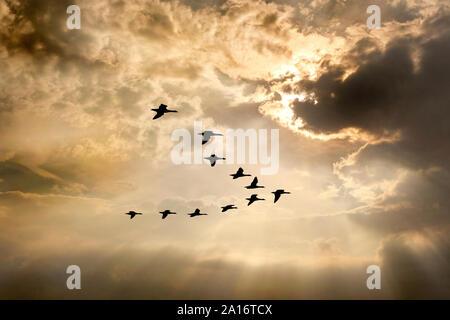 Canada geese in flight Stock Photo