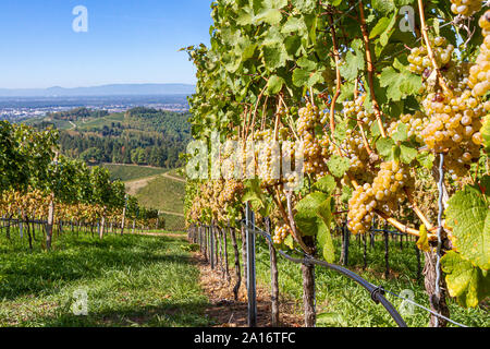 Grape, Wine Harvest in Autumn, Durbach, Black Forest, Germany Stock Photo