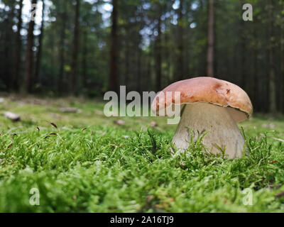 close up of Boletus aestivalis, mushroom in moss with forest background, copy space Stock Photo