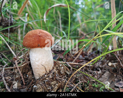 small orange Birch Bolete, Leccinum versipelle, mushroom in forest, grass background Stock Photo