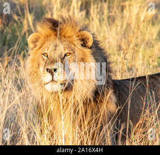 Majestic lion with mane in golden sunset. Stock Photo
