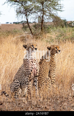 Cheetahs keep watch for prey and predators.