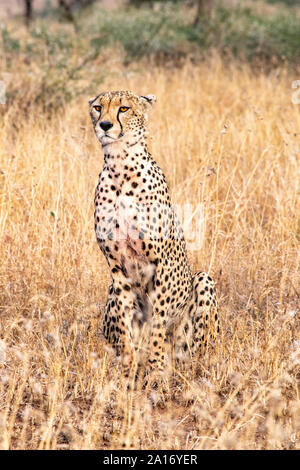 Cheetahs keep watch for prey and predators. Stock Photo