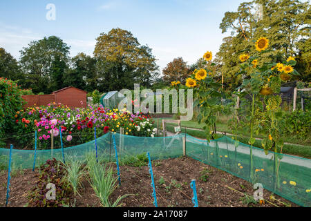 Sunflowers and dahlias growing in a cotswold allotment. Bourton on the water, Cotswolds, Gloucestershire, England Stock Photo