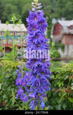 Summer in Massachusetts: Purple and Blue Delphinium 'Larkspur' Flowers Stock Photo