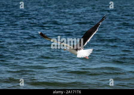 Seagull flying above ocean water in search of food, Cape Cod, Massachusetts, USA. Stock Photo