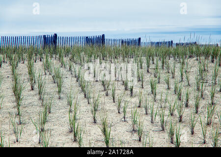 Dune conservation by wind fence and dune grass plantings, Nauset Beach, Orleans, Cape Cod, Massachusetts, USA. Stock Photo