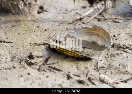 Fresh water muscle on dry muddy mill pond bed partly drained for workers to build an island for nesting terns. Various water fowl footprints remain. Stock Photo