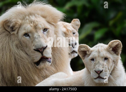 Male, female and young leucistic white lions (Panthera leo krugeri) rare morph with genetic condition called leucism caused by double recessive allele Stock Photo