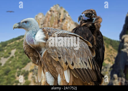 Griffon vulture (Gyps fulvus) and cinereous vulture / Eurasian black vulture / monk vulture (Aegypius monachus) native to France and Spain in Europe Stock Photo