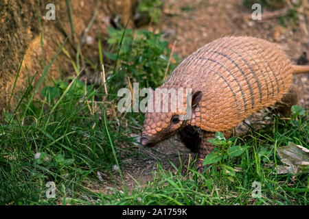 Yellow armadillo / six-banded armadillo (Euphractus sexcinctus) foraging at dusk, native to South America