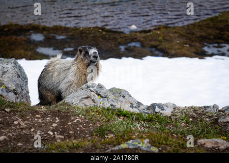 Hoary marmot sitting close to its burrow,  Banff National Park, Alberta, Canada Stock Photo