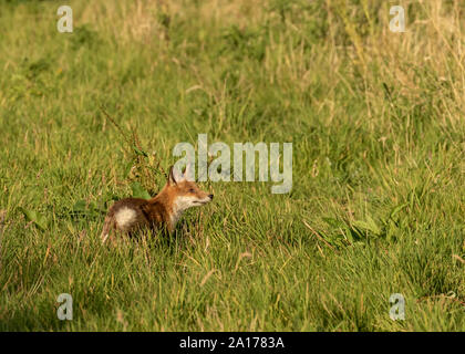 Young Fox looking around on the edge of a field Stock Photo