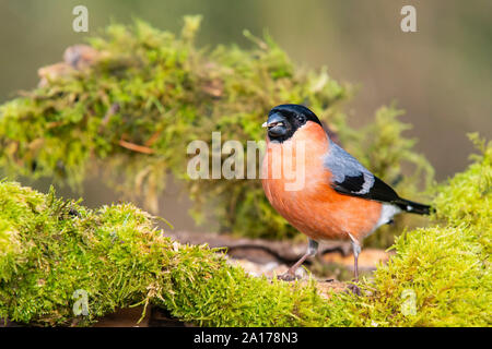 male Bullfinch [ Pyrrhula pyrrhula ] on baited mossy log