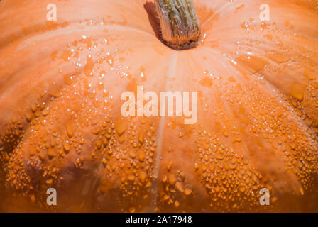 Close-Up  Pumpkin Stock Photo