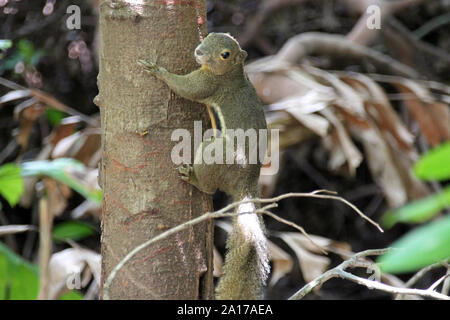 wild squirrel in a park in singapore Stock Photo