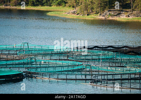 Fisheries, Fish Farm In Summer Lake Or River In Beautiful Summer Sunny Day. Swedish Nature, Sweden. Stock Photo