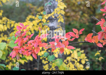 Beautiful multi colored autumn leaves in a forest Stock Photo