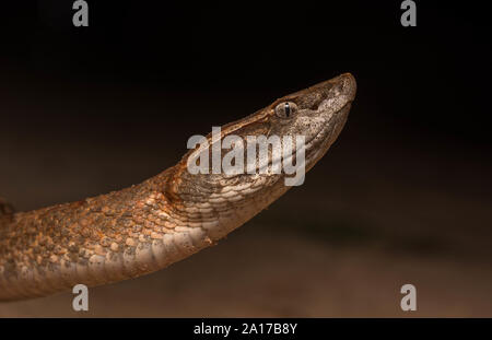 Malayan Pit Viper (Calloselasma rhodostoma) from Prachuap Khiri Khan Province, Thailand. Stock Photo