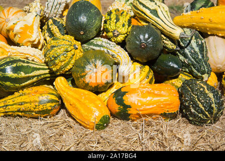 Gourds on Display in Pumpkin Patch Stock Photo