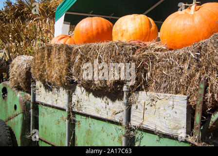 Pumpkins on Display in Old Truck Stock Photo