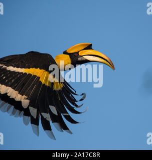 Close up photo of a Great Hornbill, (Buceros bicornis) in flight in Kaeng Krachan National Park Thailand Stock Photo