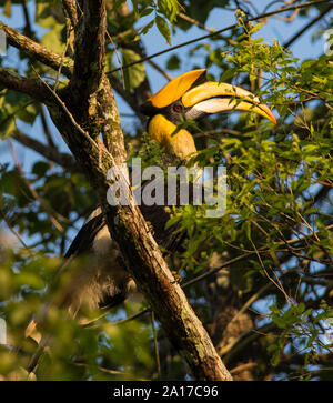 Close up of a Great Hornbill, (Buceros bicornis) sat in a tree in Kaeng Krachan NP Thailand. Stock Photo
